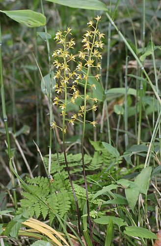 Oreorchis patens